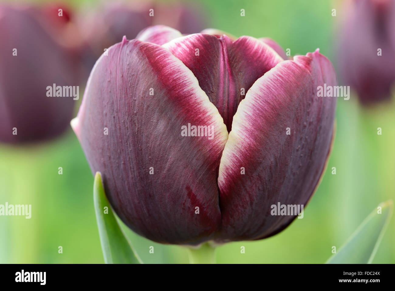 Tulipa  'Jackpot'  Tulip  Triumph Group  April Stock Photo