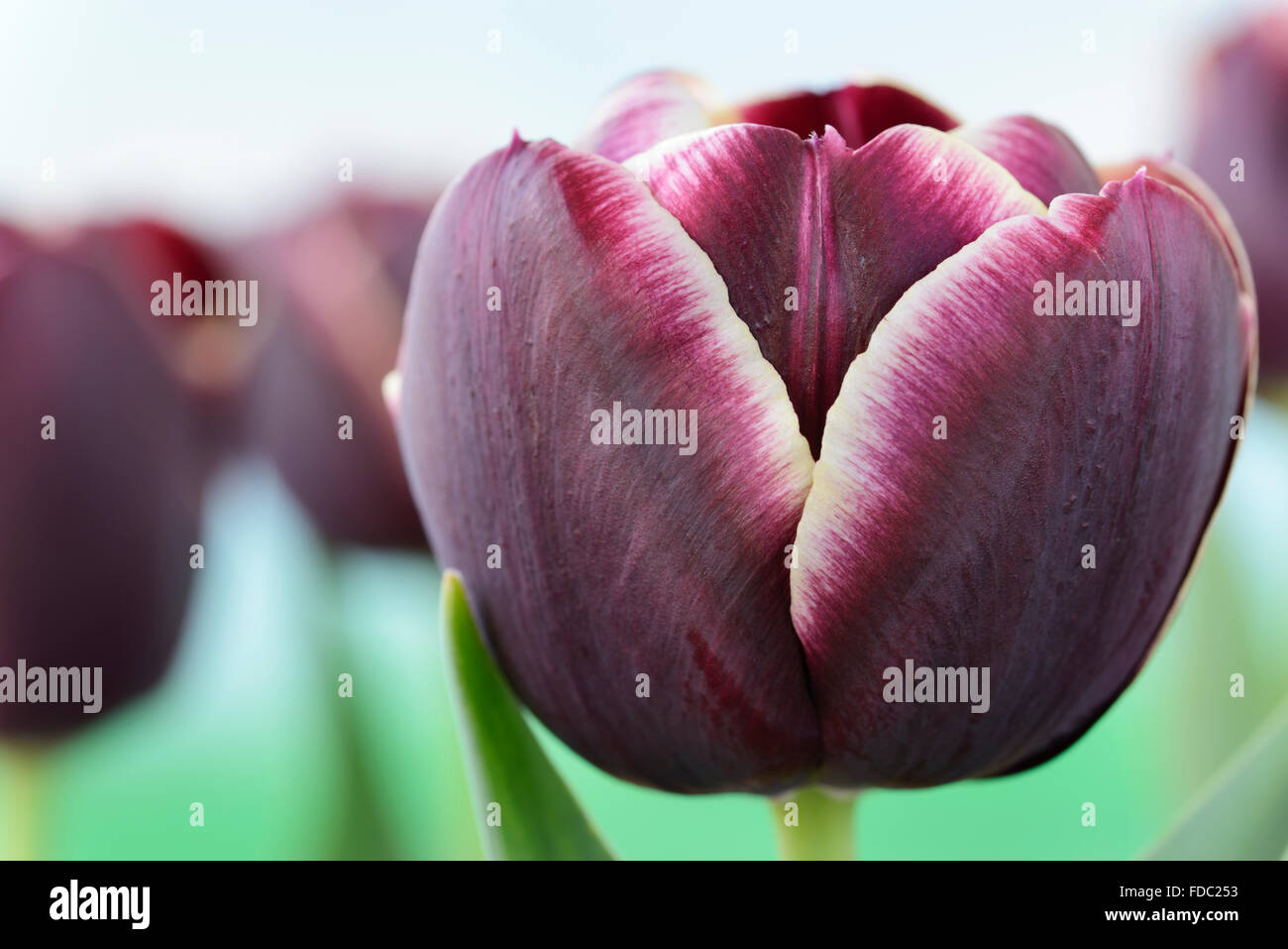Tulipa  'Jackpot'  Tulip  Triumph Group  April Stock Photo
