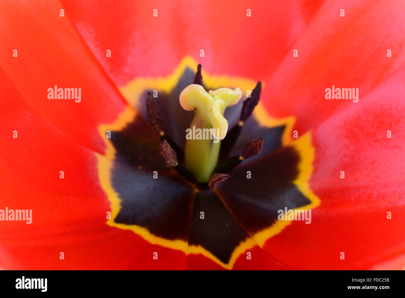 Hybrid tulip flower close hi-res stock photography and images - Alamy