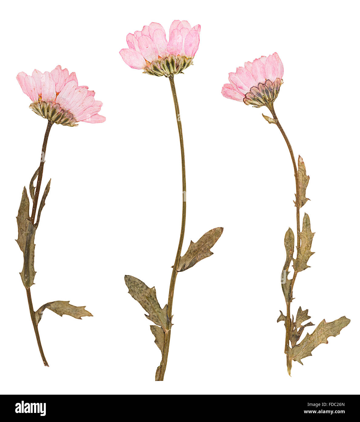 Pressed flowers hi-res stock photography and images - Alamy