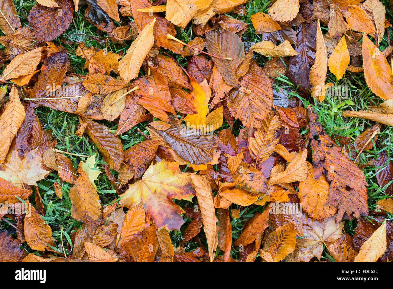 Autumn, horse chestnut and norway maple leaves, wet and laying on the grass verge Stock Photo