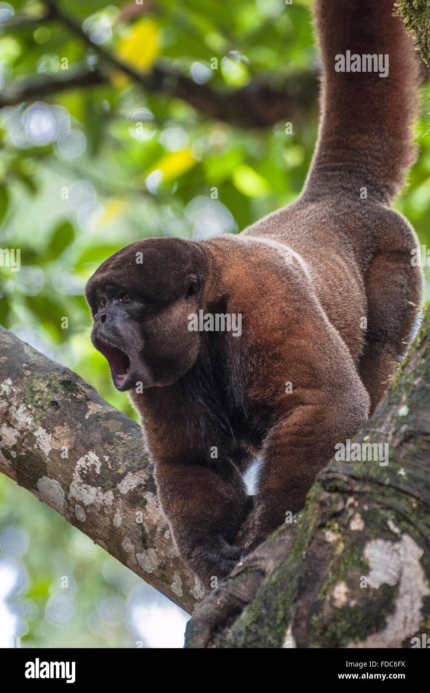 Woolly (chorongo) monkey in the Amazonia of Ecuador Stock Photo