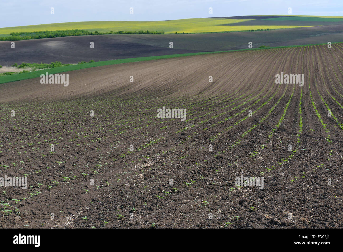 A field of young sunflowers. Spring landscape. Bulgaria. Stock Photo