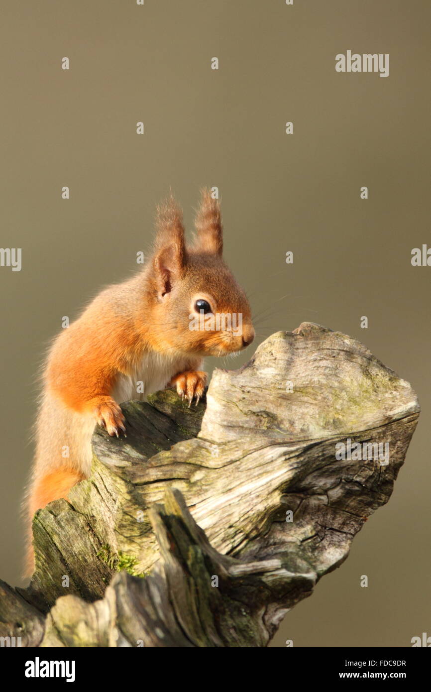 Red Squirrel (Sciurus vulgaris) Cairngorms National Park Scotland Stock Photo