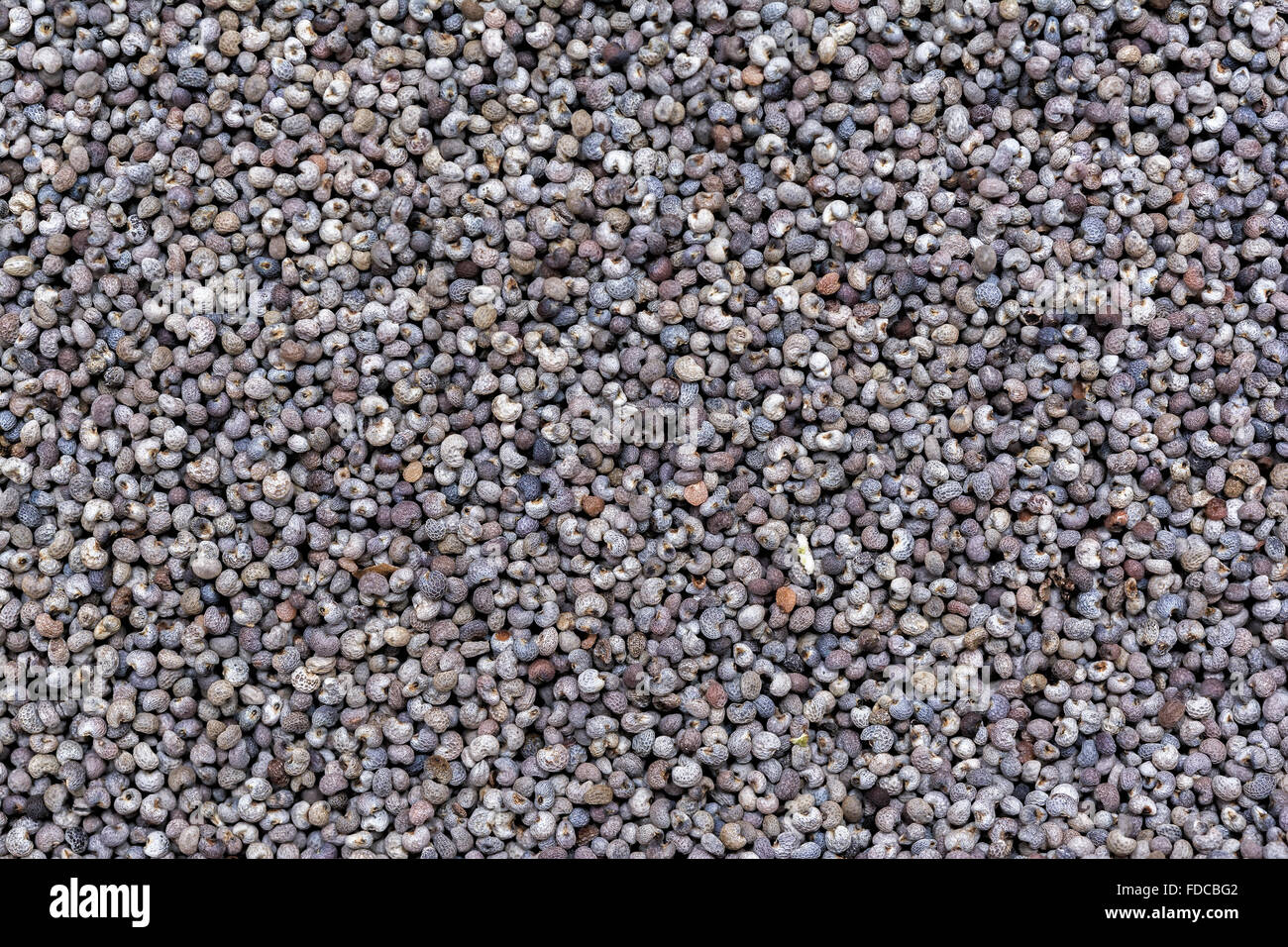 Poppy dried seeds close-up texture. Food background Stock Photo - Alamy