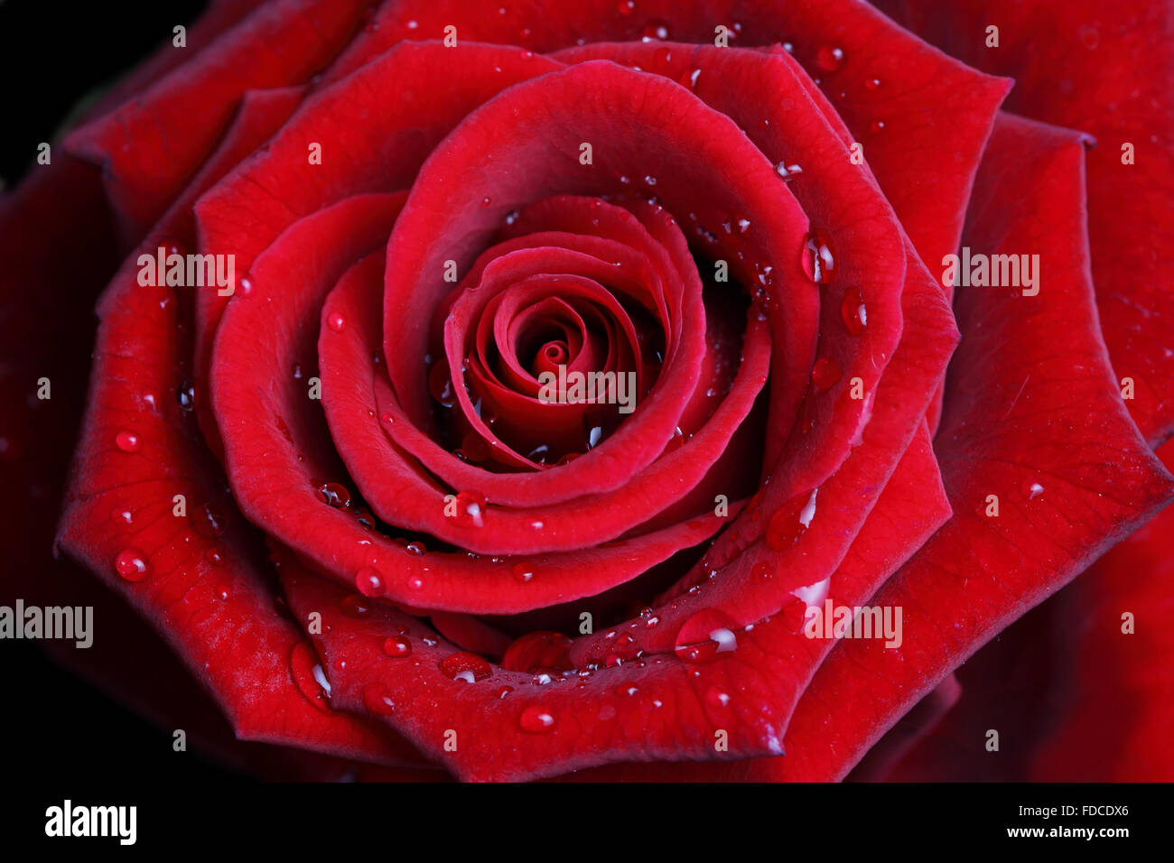 Rose red single hi-res stock photography and images - Alamy
