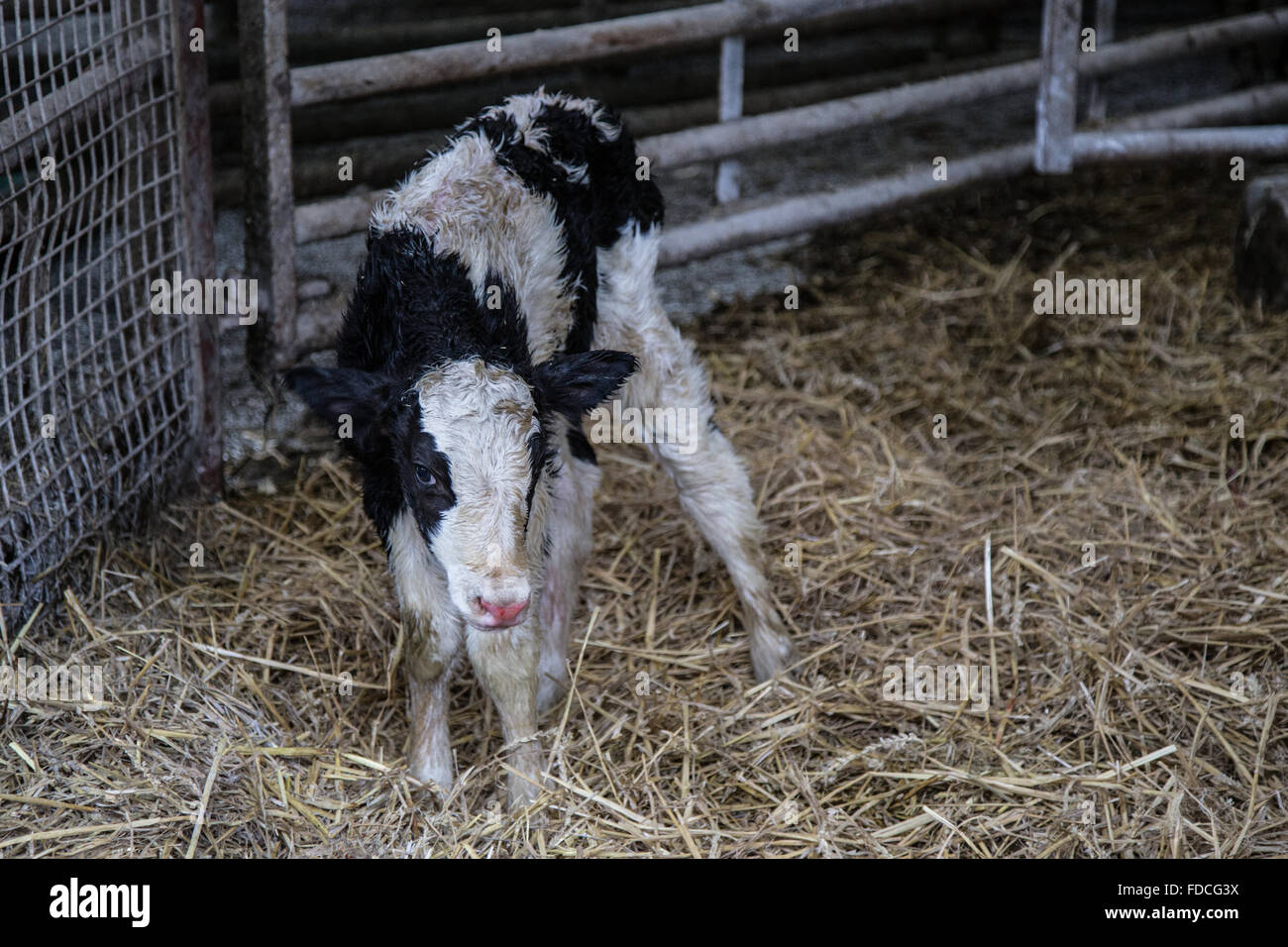 New Born Calf on Farm Stock Photo