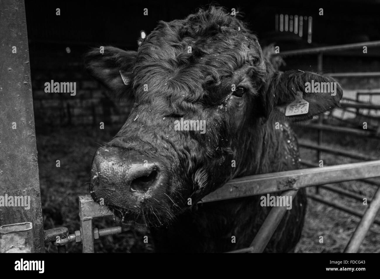 Bull on dairy farm Stock Photo