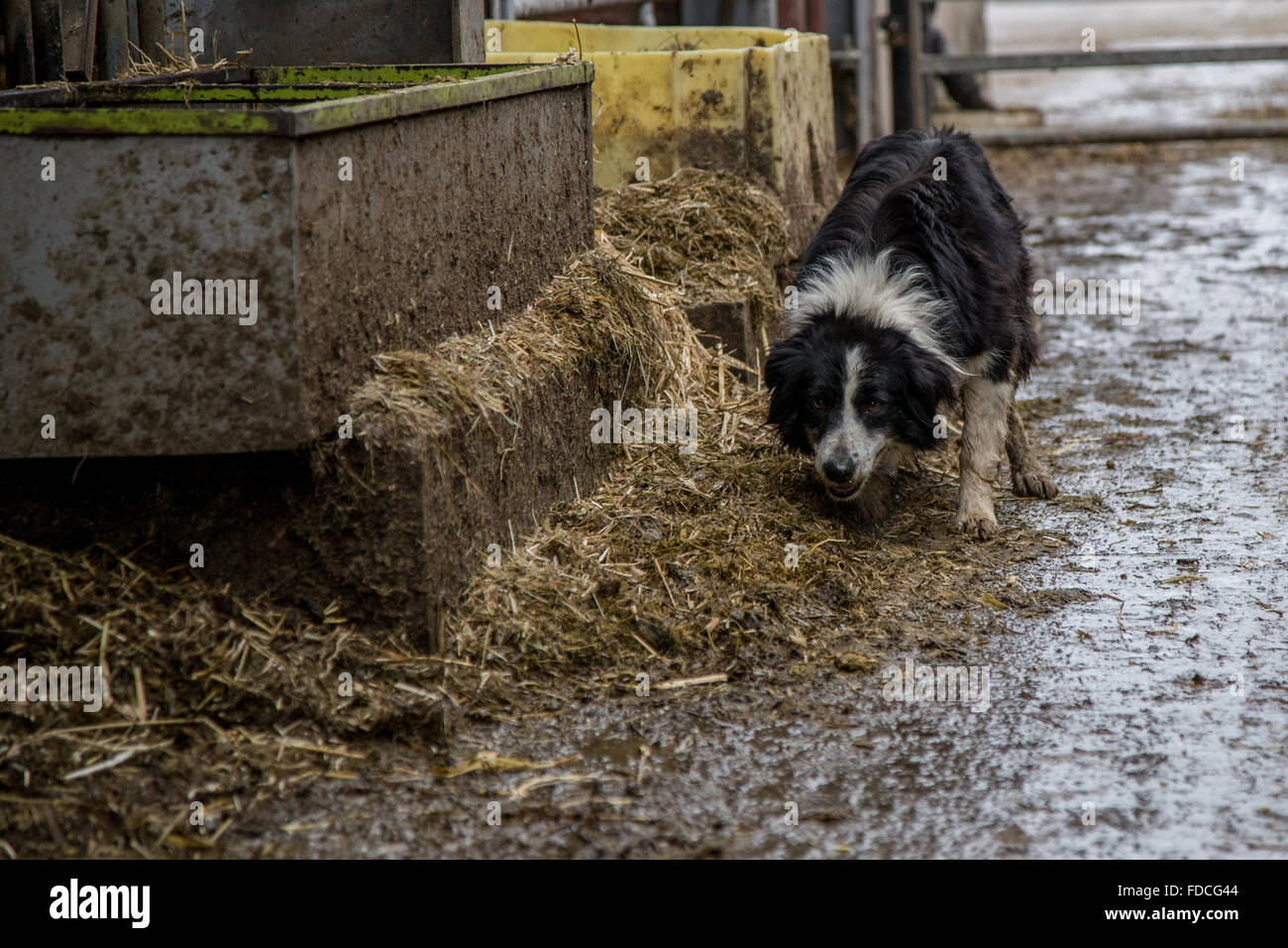 Working farm dog Stock Photo