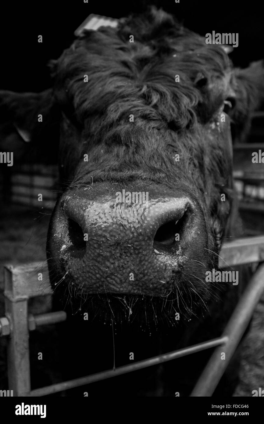 Close up of Bull on farm Stock Photo