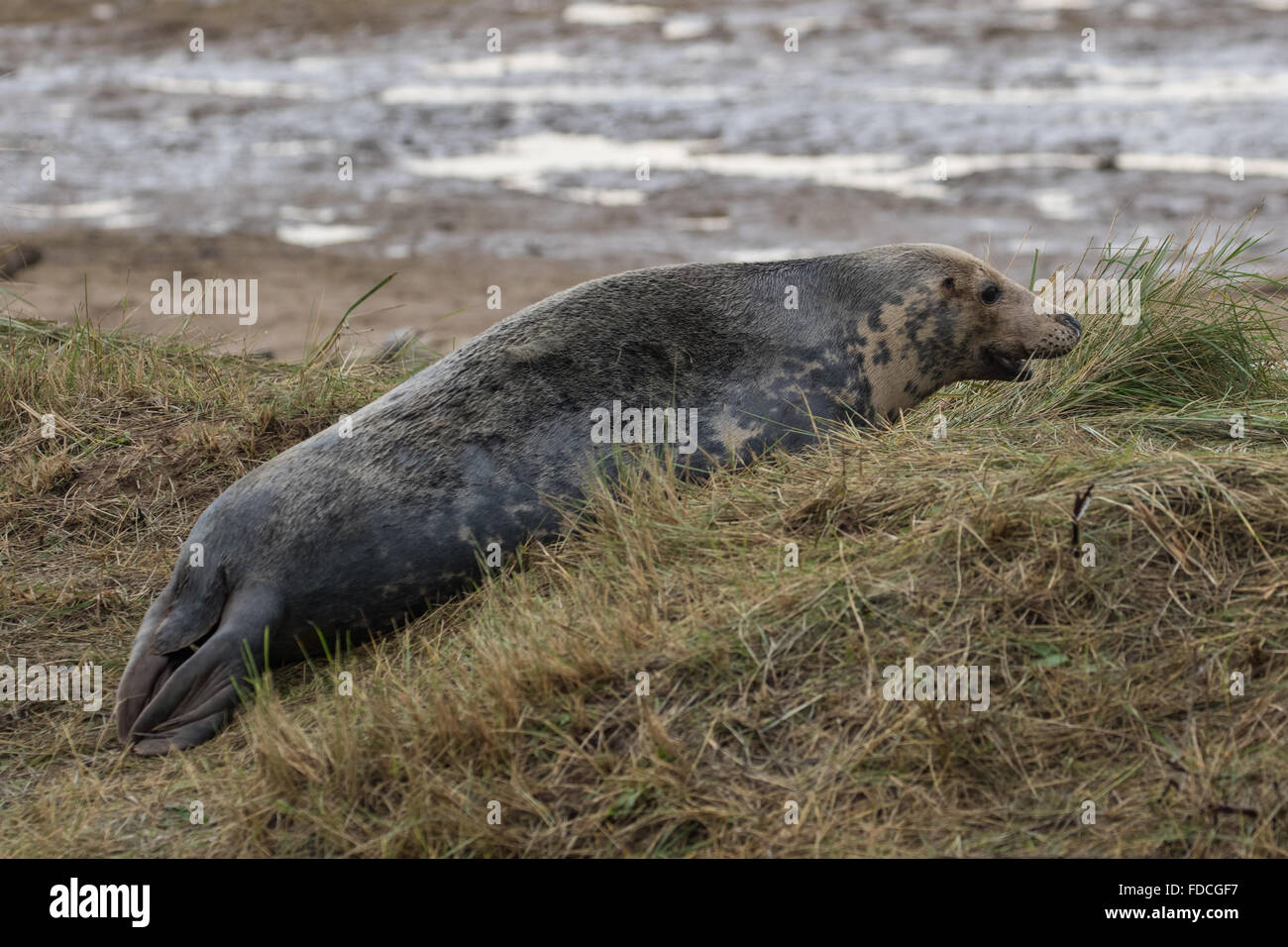 Bull Grey Seal on Beach. In Winter. Stock Photo