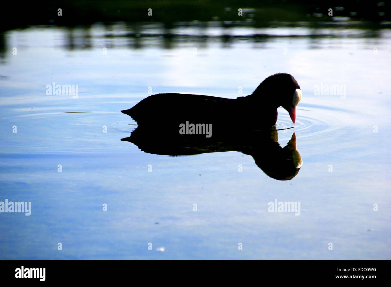 duck on the lake Stock Photo