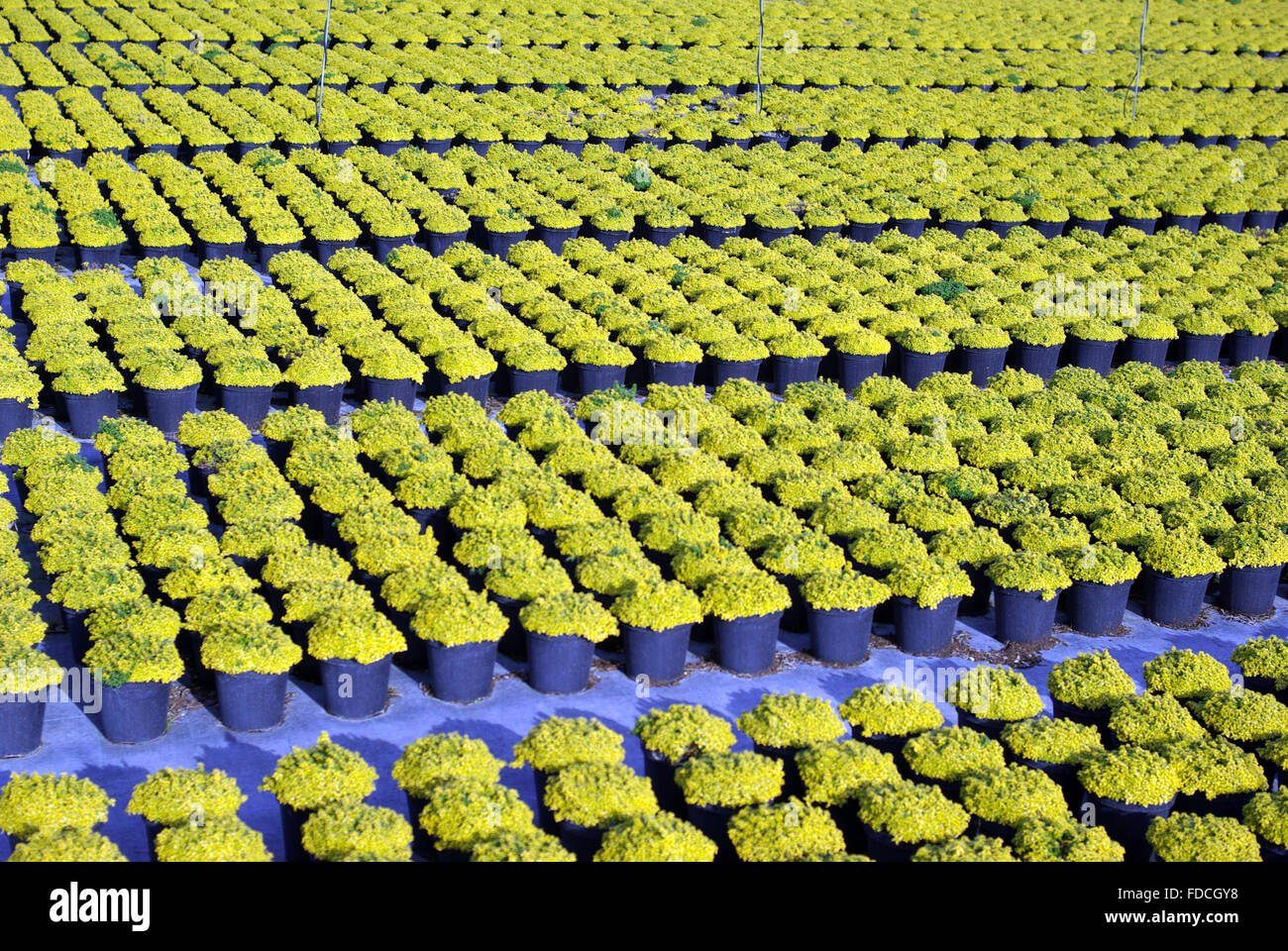 Young plants in a greenhouse Stock Photo - Alamy