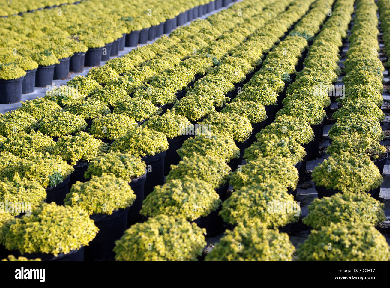 Young plants in a greenhouse Stock Photo - Alamy