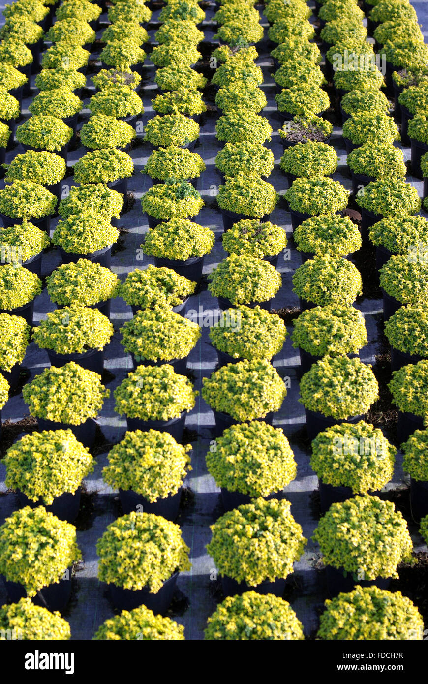 Young plants in a greenhouse Stock Photo - Alamy
