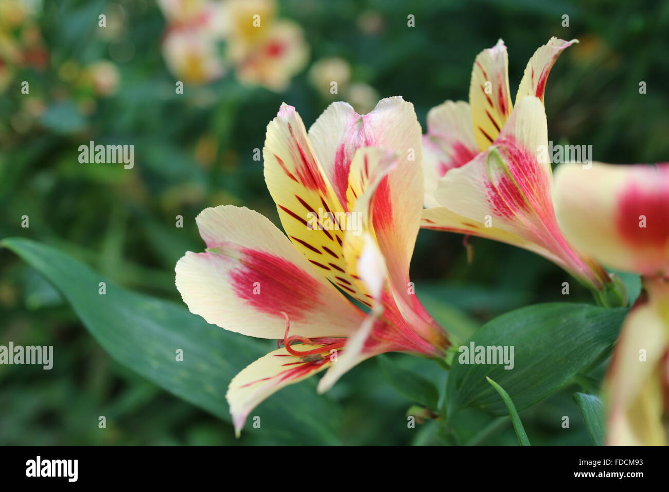 Alstroemeria commonly called the Peruvian lily or lily of the Incas, is a genus of flowering plants in the family Alstroemeriace Stock Photo