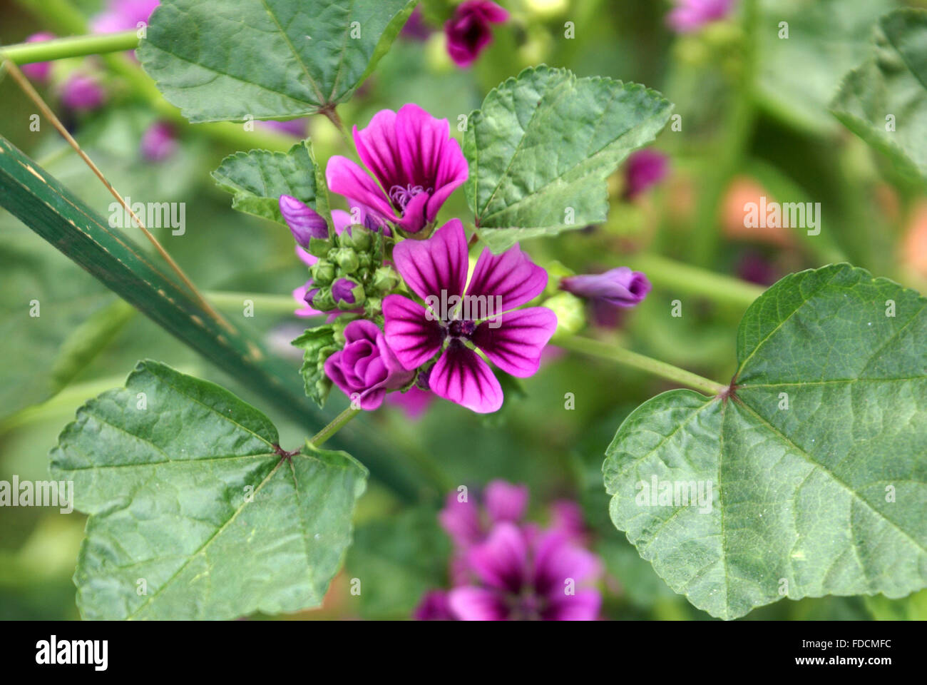 Malva sylvestris, Common mallow, tall mallow, spreading herb with palmately lobed leaves, purple flowers in clusters Stock Photo
