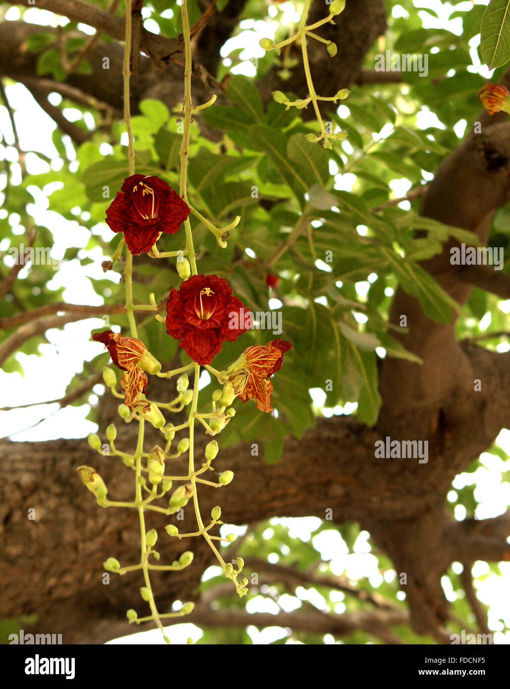 Kigelia africana, Sausage tree, large evergreen tree with pinnate compound leaves and brick red flowers in hanging racemes Stock Photo