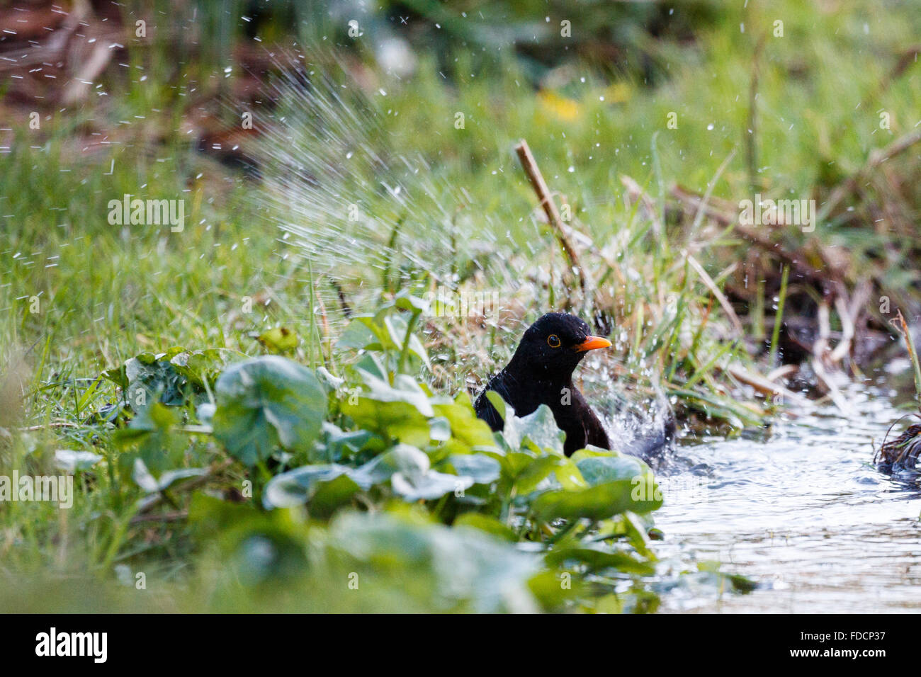 30th Jan, 2015. A Blackbird (Turdus merula) bathes in a garden wildlife pond. The RSPB Big Garden Birdwatch is an annual event that sees thousands of people across the country record the birds they see in their garden Credit:  Ed Brown/Alamy Live News Stock Photo