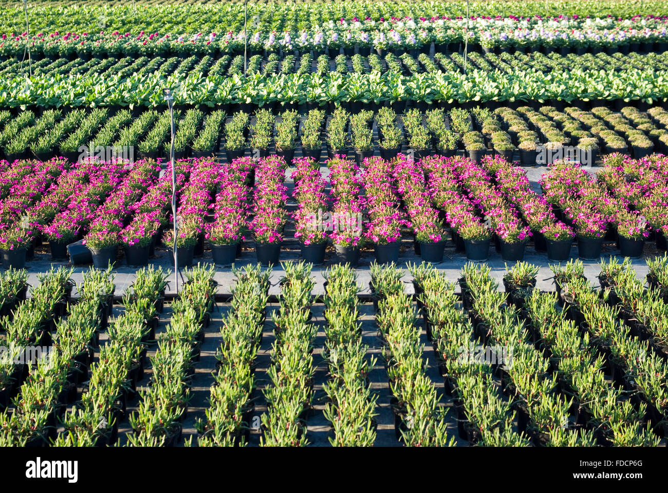 Young plants in a greenhouse Stock Photo - Alamy
