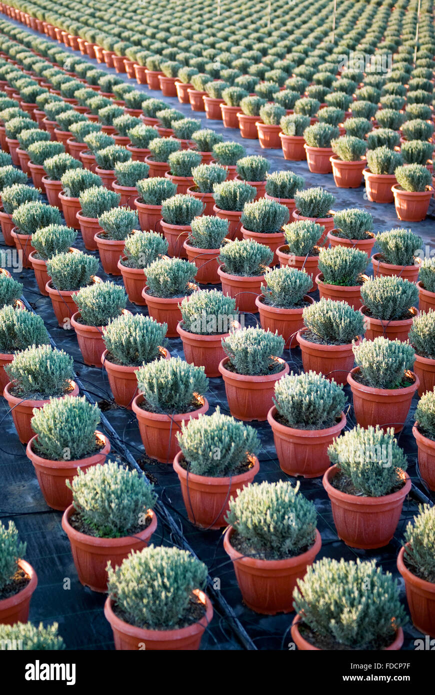 Young plants in a greenhouse Stock Photo - Alamy