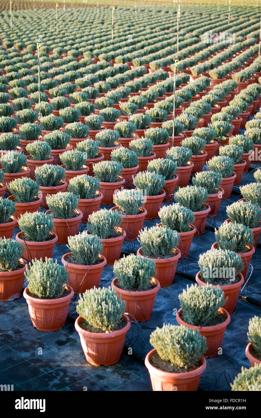 Young plants in a greenhouse Stock Photo - Alamy