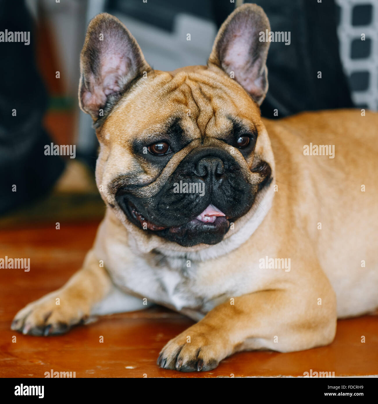 Funny Dog French Bulldog on floor inddor. The French Bulldog is a small breed of domestic dog Stock Photo