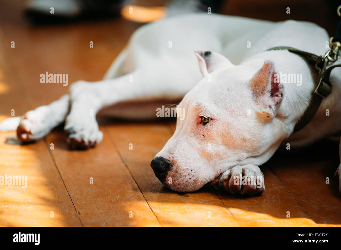 White puppy dog of Dogo Argentino also known as the Argentine Mastiff is a large, white, muscular dog that was developed in Arge Stock Photo