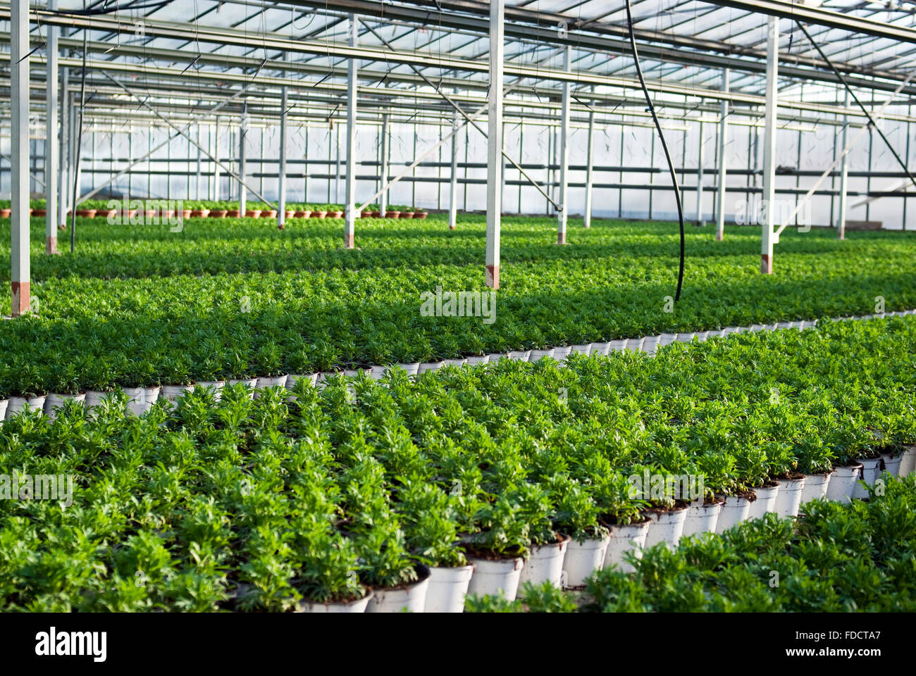 Young flowering plants in the greenhouse Stock Photo - Alamy