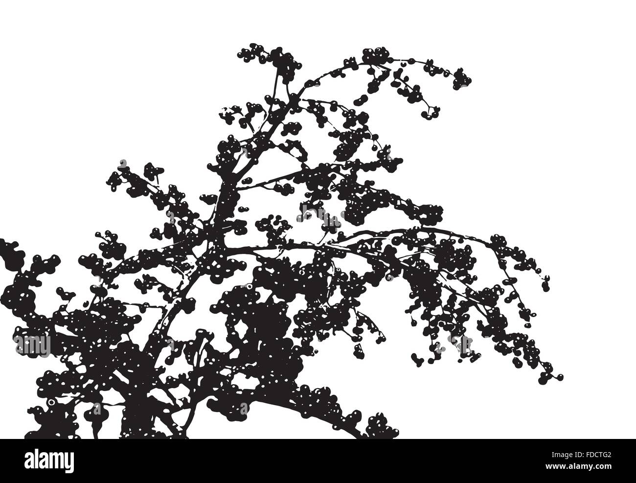 Black and white fruit tree, crabapple Stock Vector