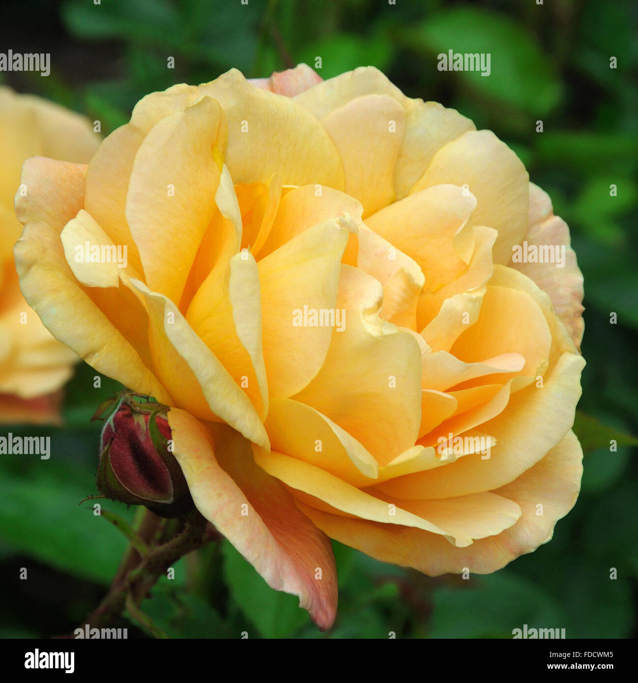 Rosa southampton hi-res stock photography and images - Alamy