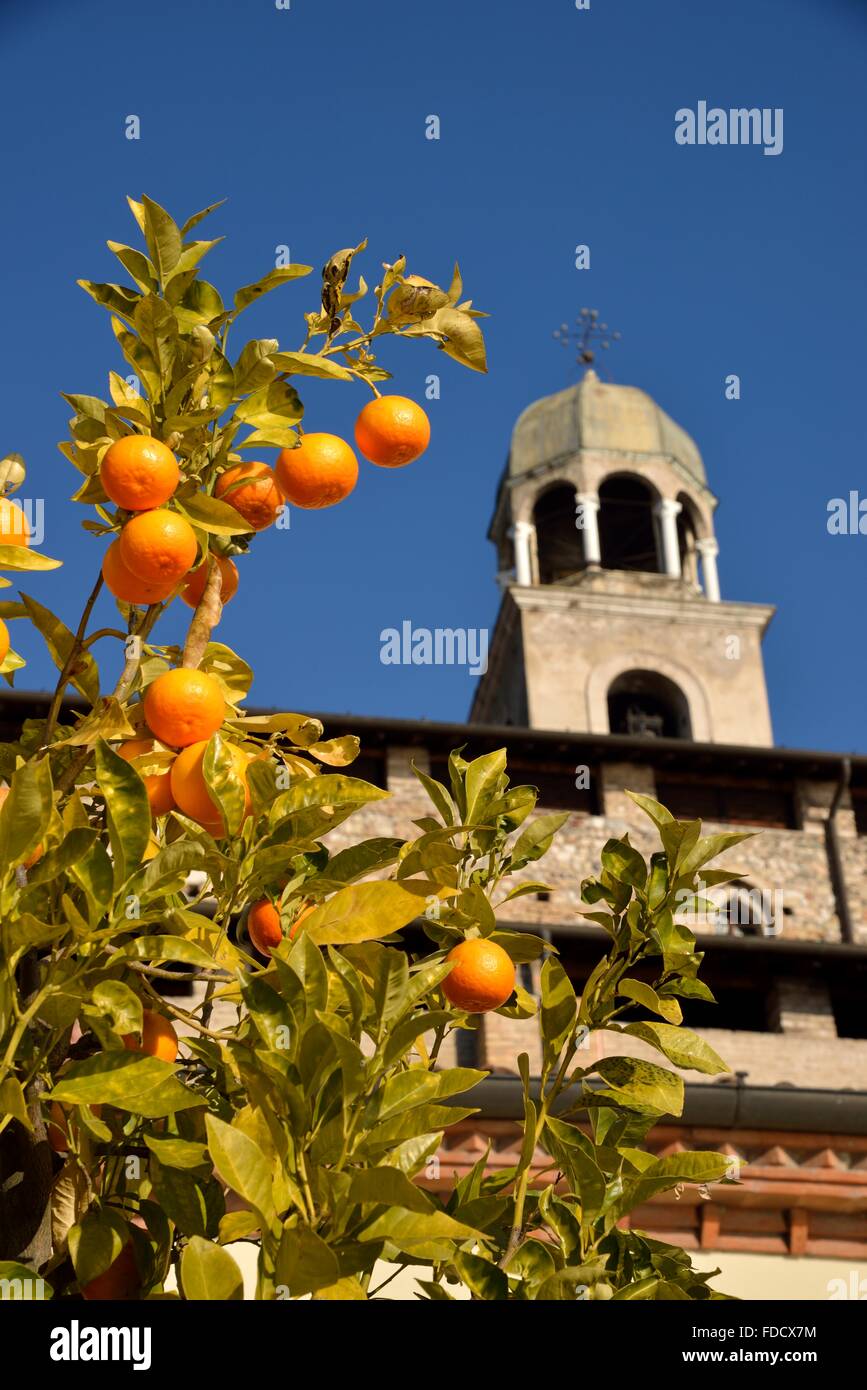 Orange Tree in front of Duomo di Santa Maria Annunziata, Salo, Lake Garda, Province of Brescia, Lombardy, Italy Stock Photo