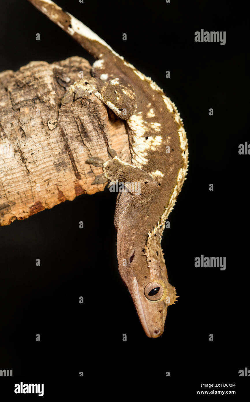 Male new Caledonian crested gecko, Rhacodactylus ciliatus, hanging