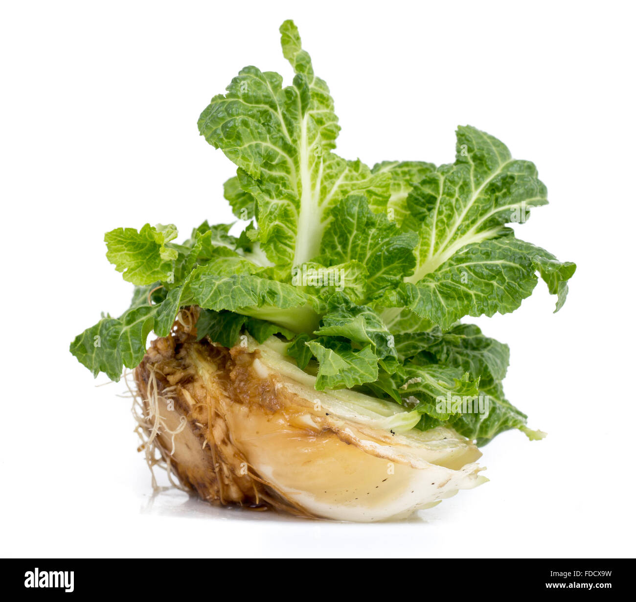 cabbage regrowing from scrap over white background Stock Photo