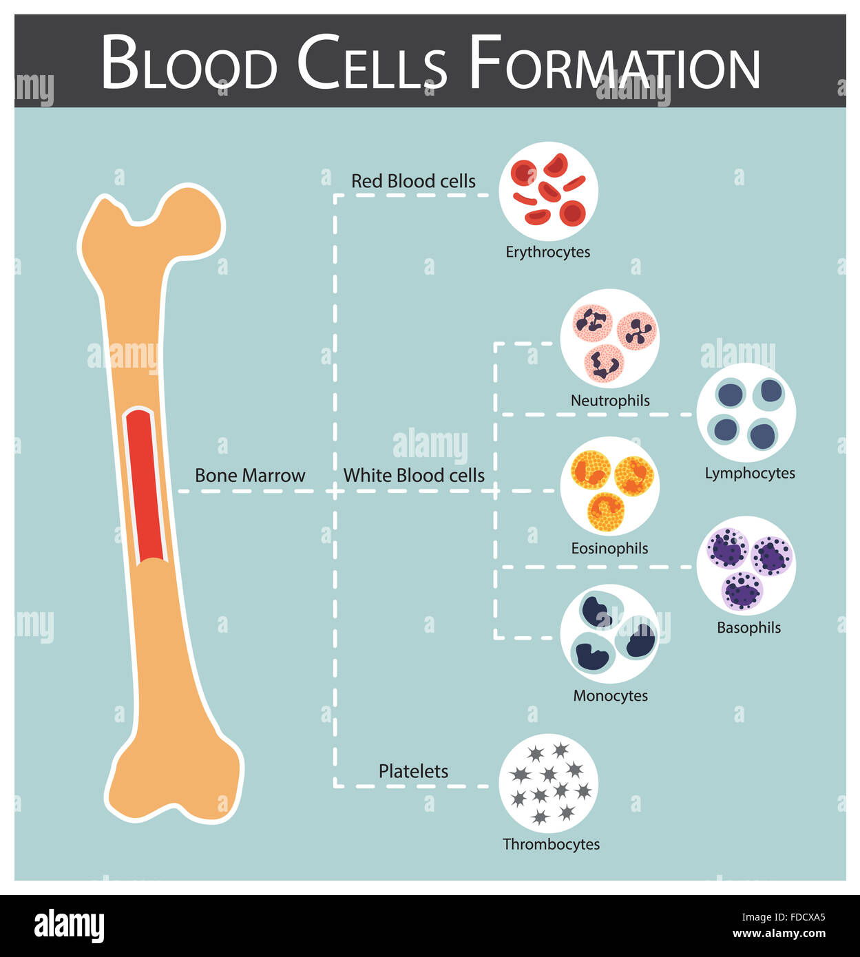 Blood cells Formation ( bone marrow produce blood cells series : erythrocytes , lymphocytes , neutrophils , monocytes , eosinoph Stock Photo
