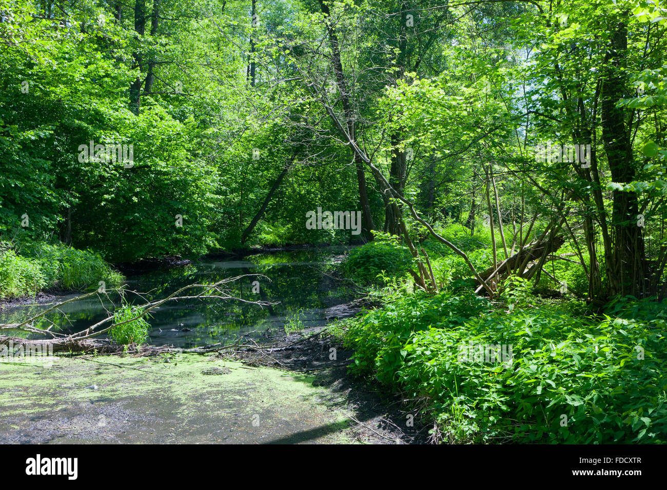 Natural Lesna River in summer midday,Bialowieza Forest,Poland,Europe Stock Photo
