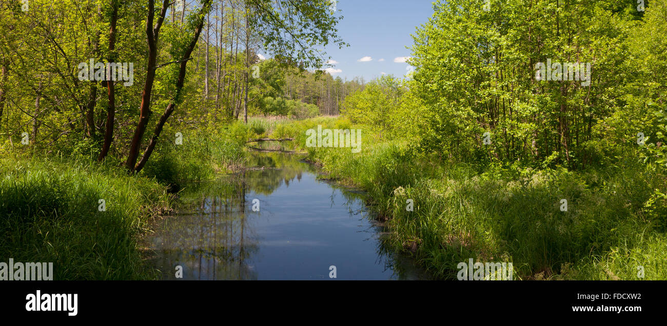 Natural Lesna River in summer midday,Bialowieza Forest,Poland,Europe Stock Photo