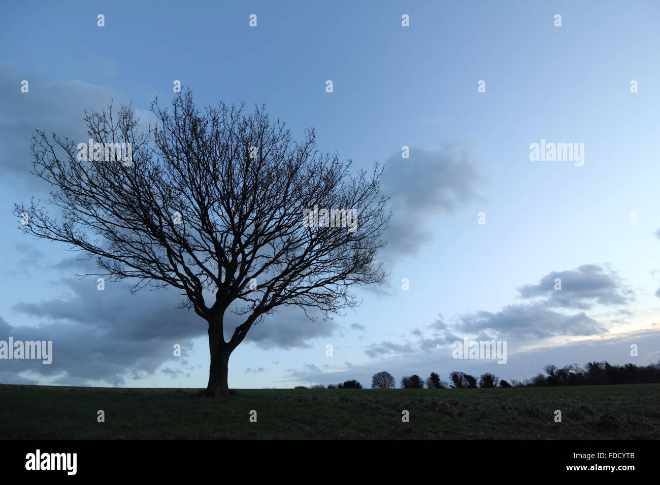 Live oak tree silhouette on sky hi-res stock photography and images - Alamy
