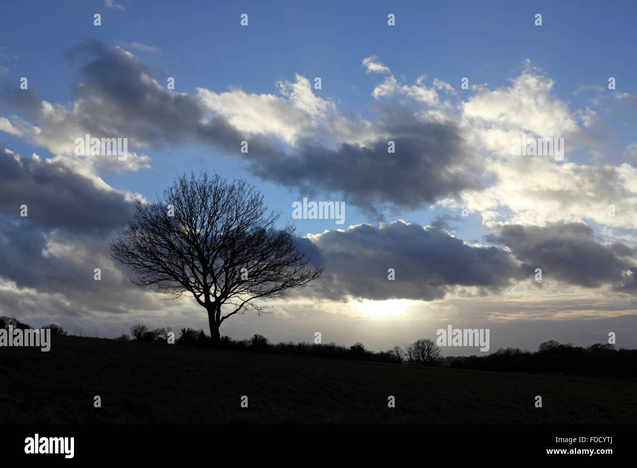 Live oak tree silhouette on sky hi-res stock photography and images - Alamy