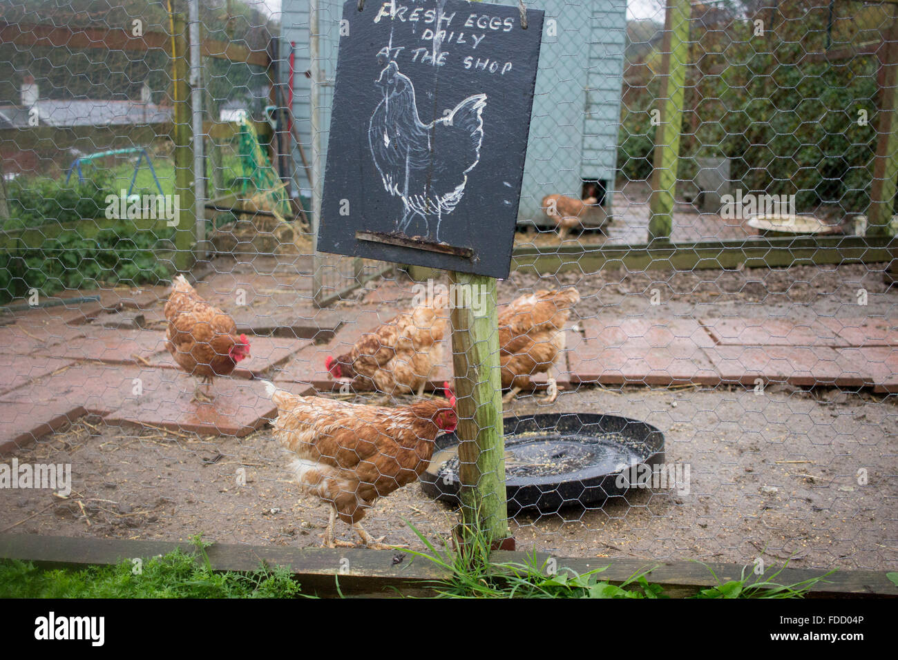 Hens in a coop at Polgoon orchards, Stock Photo