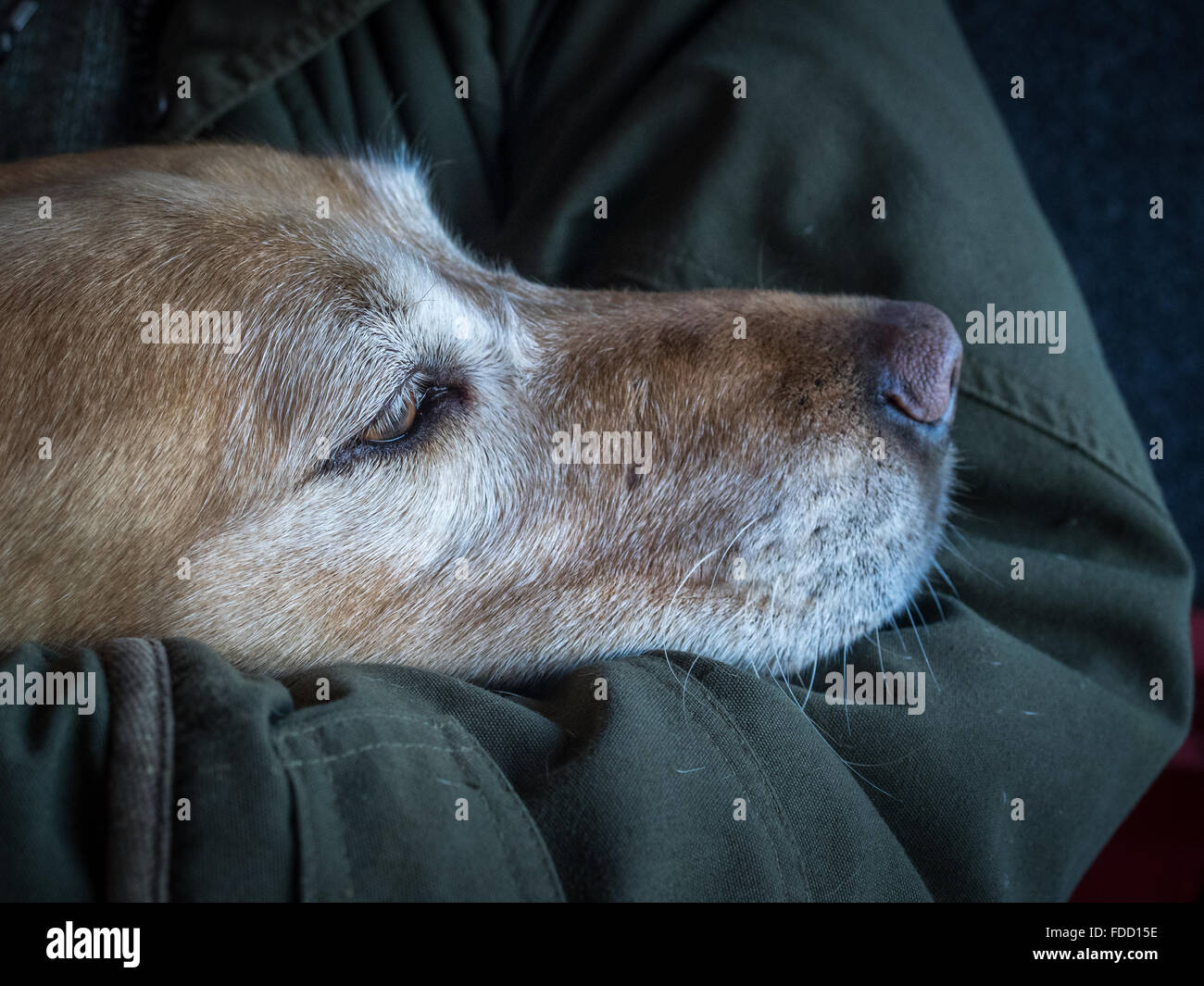 a golden labrador retriever dog resting its head in owner man's arm elbow with shooting jacket Stock Photo