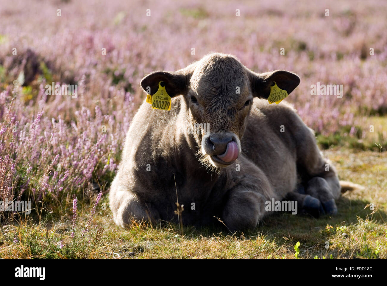 Kuehe im New Forest, Dorset, England, Europa | Cows in New Forest, Dorset, Great Britain, Europe Stock Photo