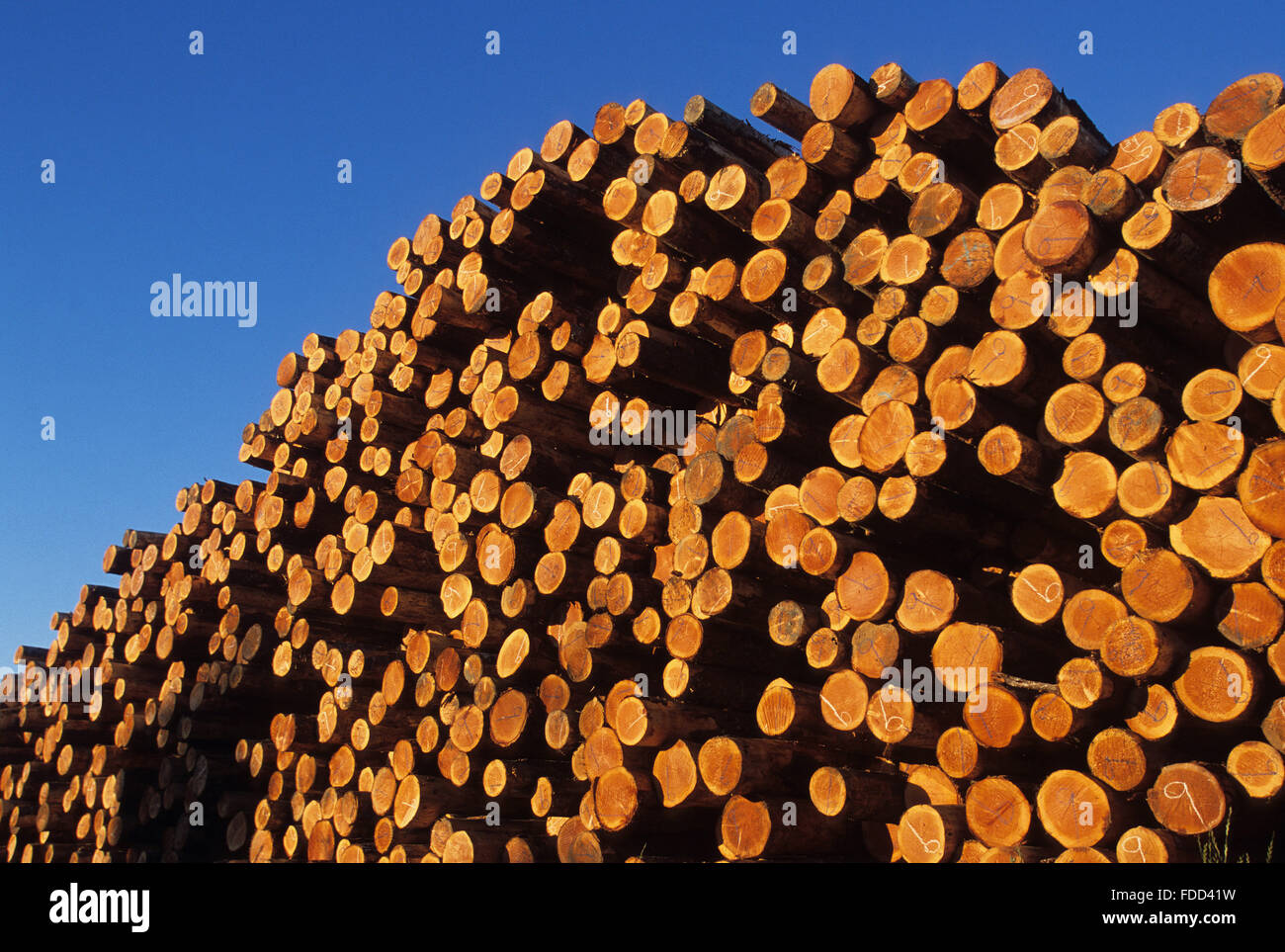 timber North Bend Oregon USA Stock Photo Alamy