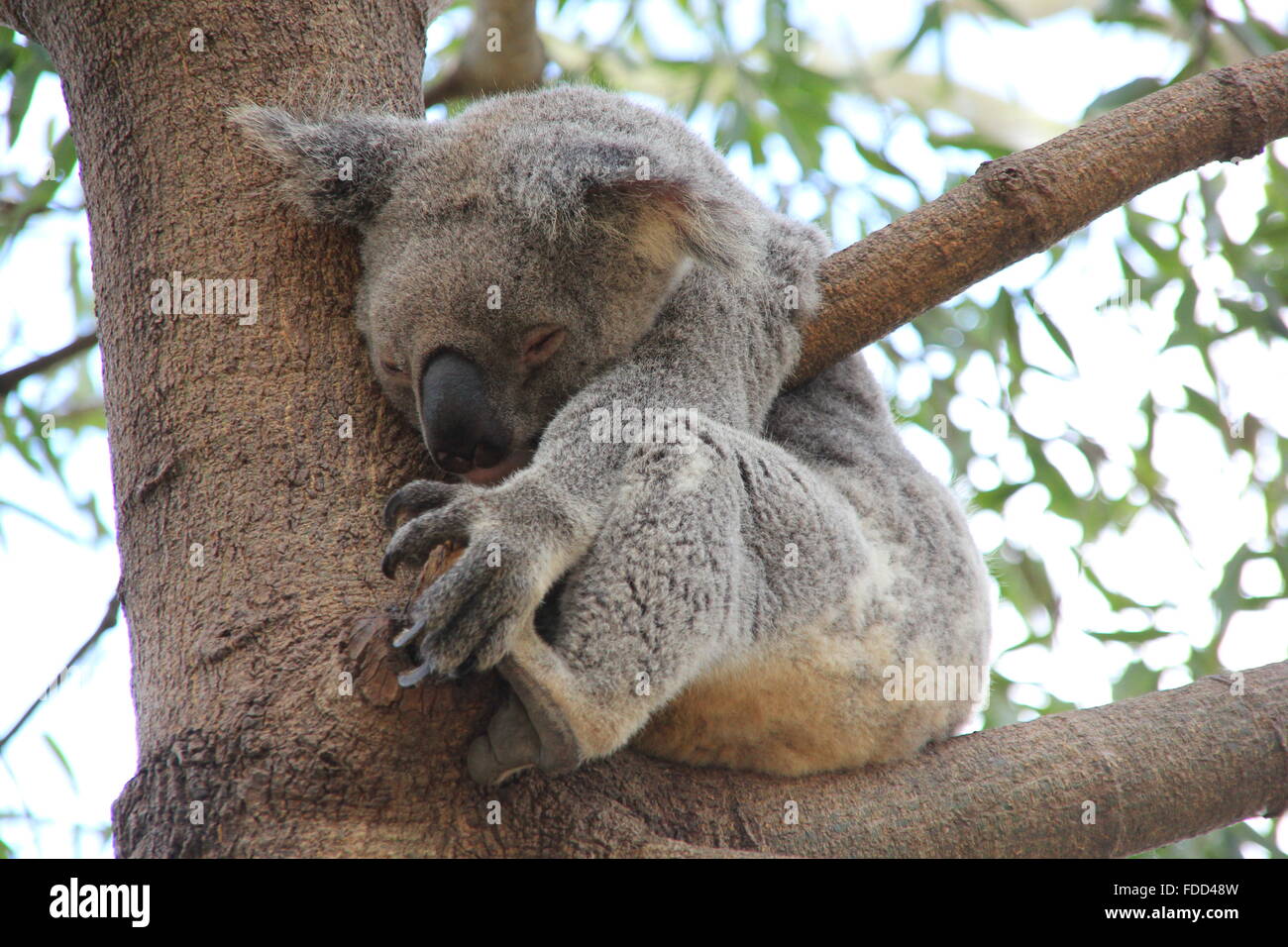 Koala pouch hires stock photography and images Alamy