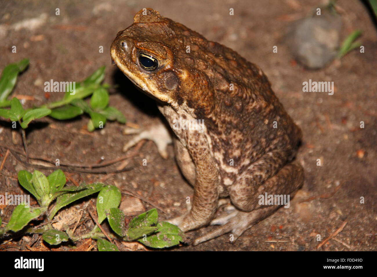 The Frog with Golden Eyes