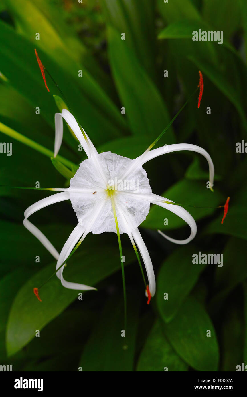 Spider Lily. Beauty In Nature. Stock Photo