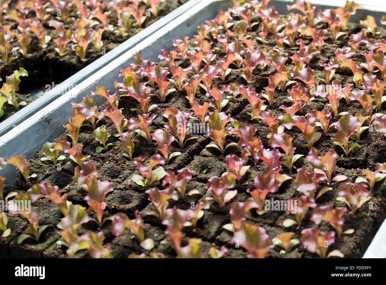 Vegetable seedlings hi-res stock photography and images - Alamy