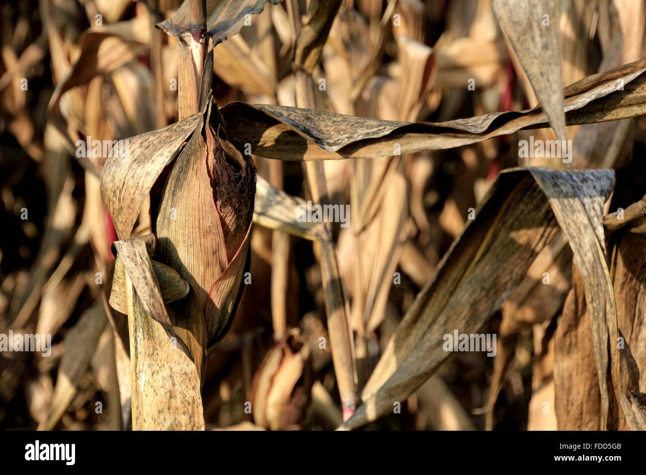 dried corn Stock Photo