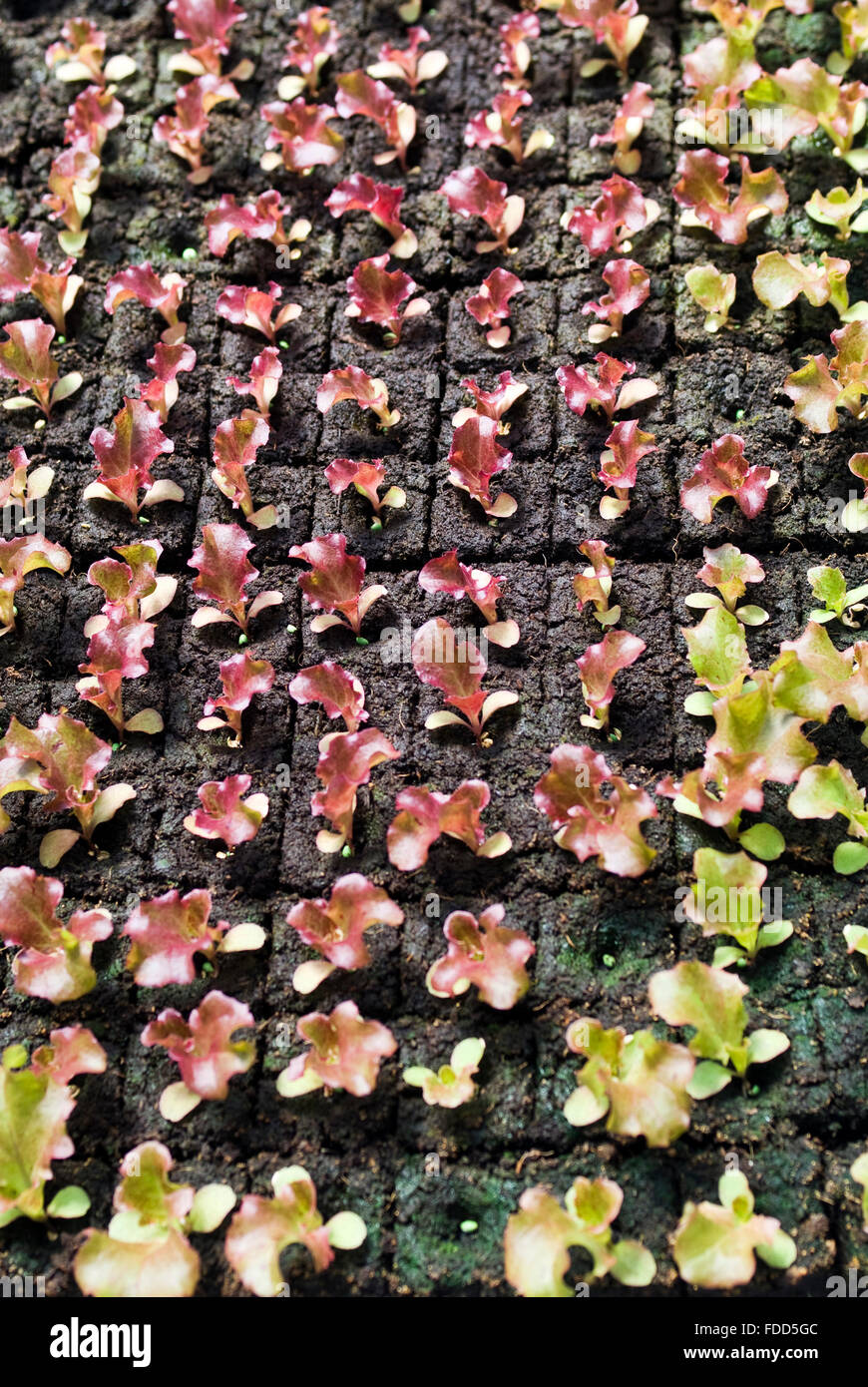 Vegetable seedlings hi-res stock photography and images - Alamy
