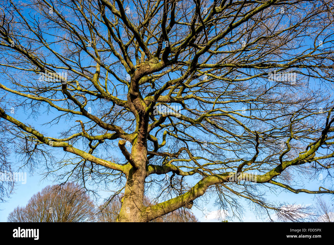 Waiting for Spring Stock Photo - Alamy